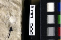 Foto (Detailansicht) von Goniodromites bidentatus (Reuss, 1859) (NHMW-GEO-1990-0041-0074)